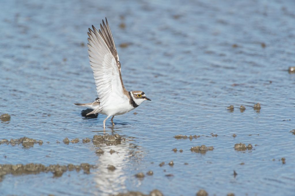 Corriere piccolo (Charadrius dubius)